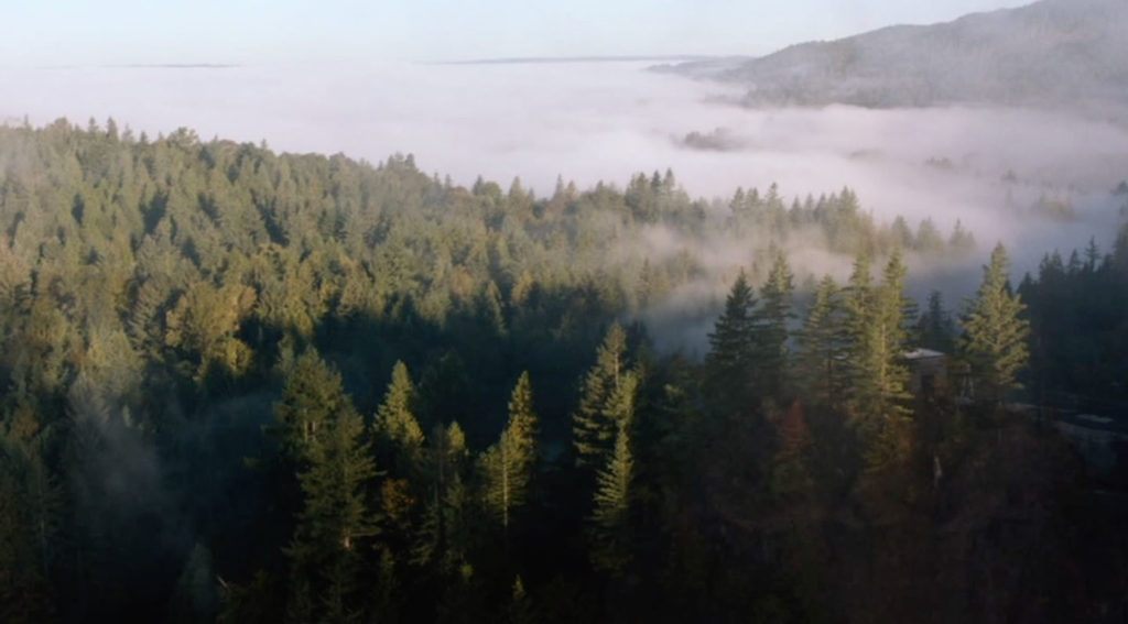 Twin Peaks Film Location - Trees in Part 14