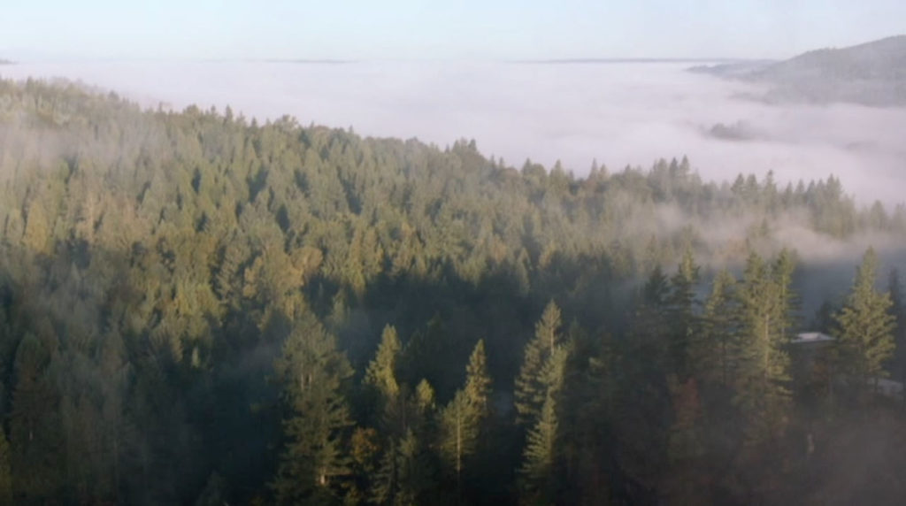 Twin Peaks Film Location - Trees in Part 14