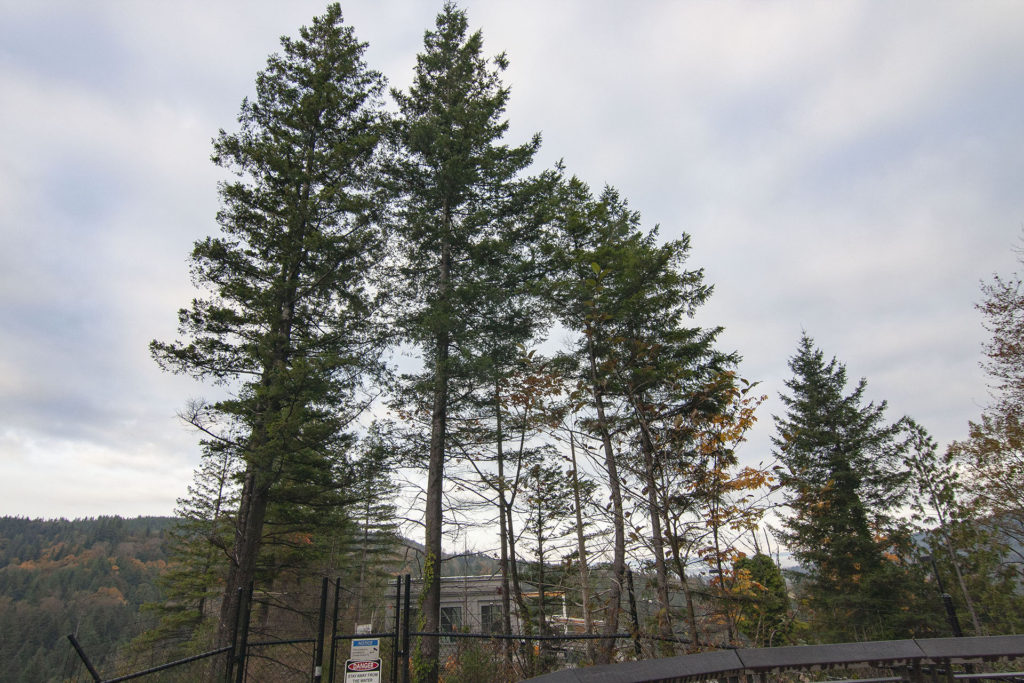 Three Trees in Snoqualmie Falls Park