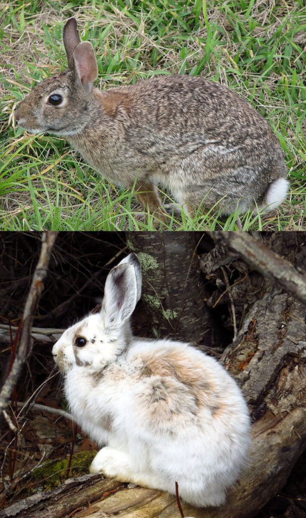 Snowshoe and Cottontail Rabbits