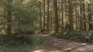 Road leading to Dr. Amp's Home in the Woods from Part 1