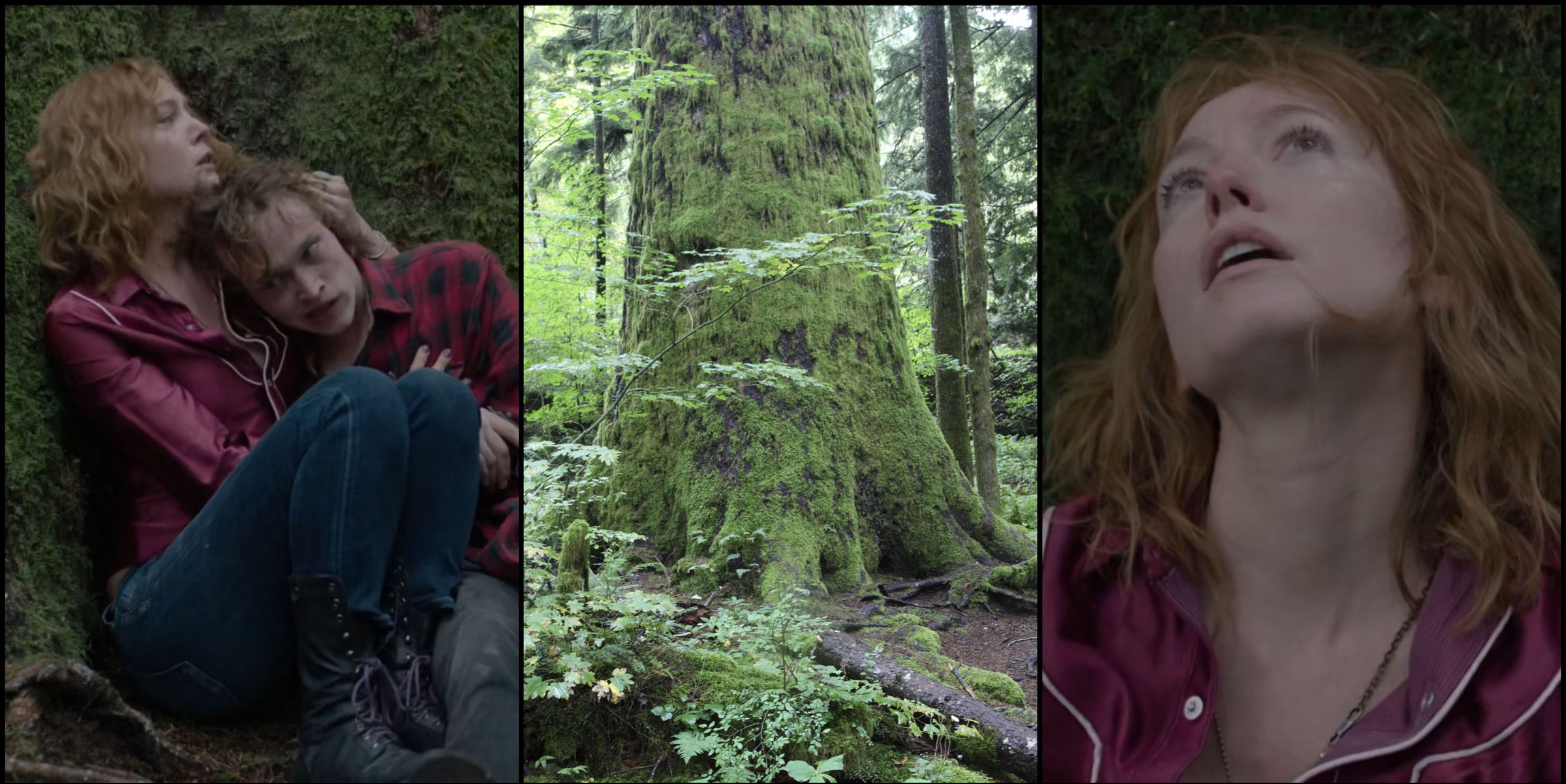 Twin Peaks Film Location - Steven and Gersten's Tree | TWIN PEAKS BLOG