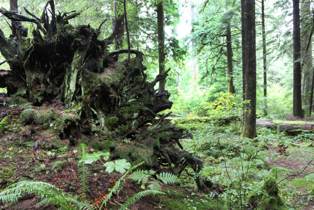 Olallie State Park