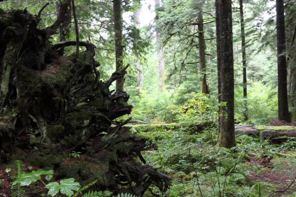 Olallie State Park