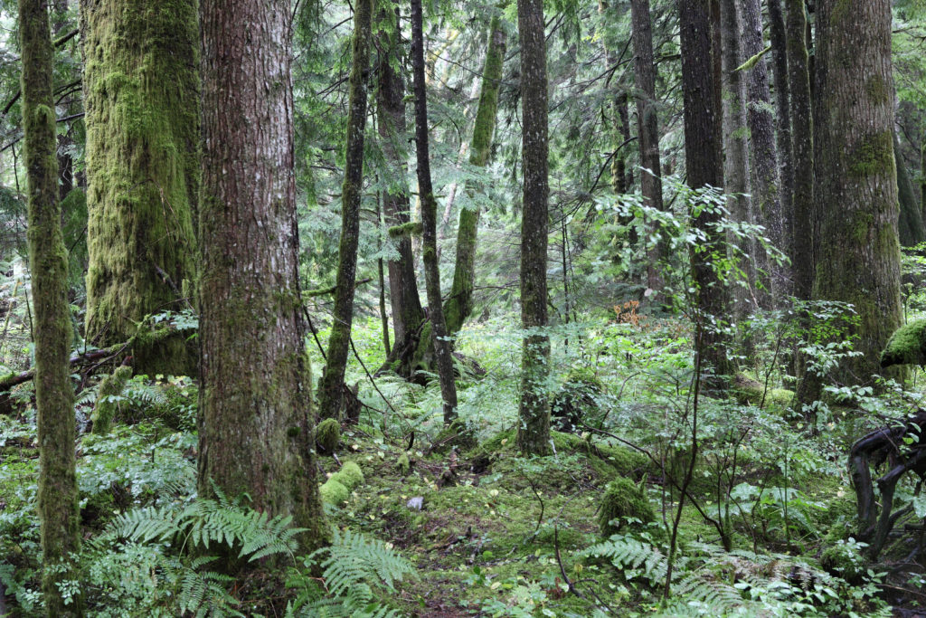 Olallie State Park