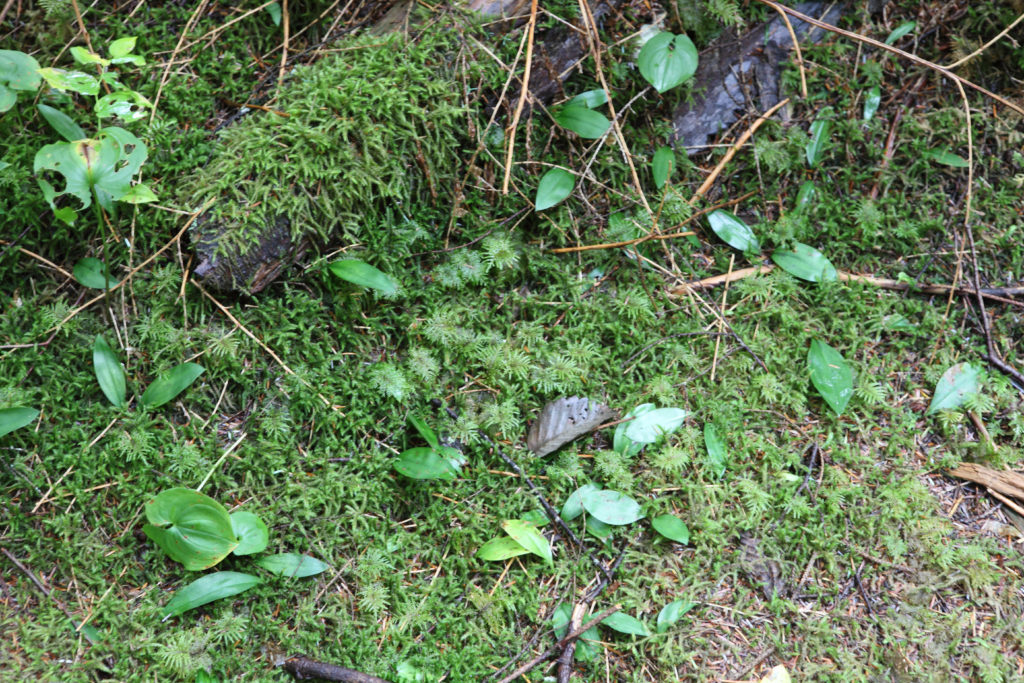 Olallie State Park