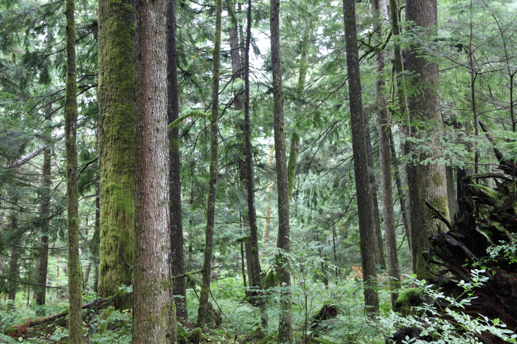 Olallie State Park