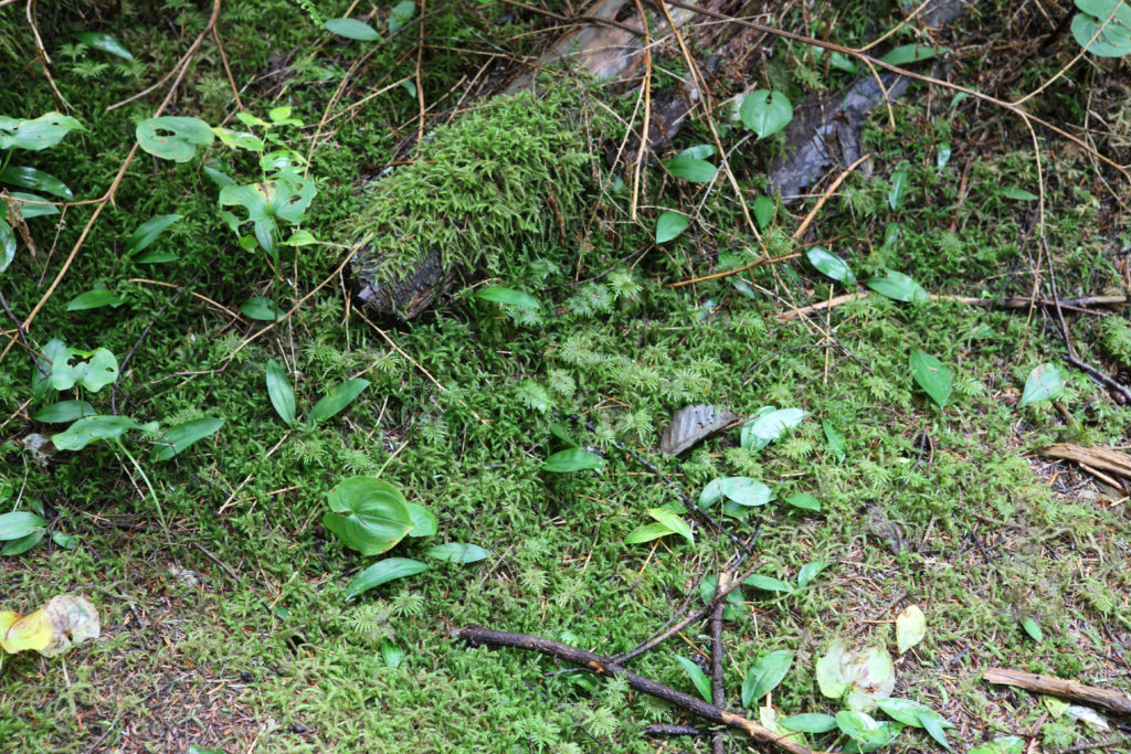 Olallie State Park