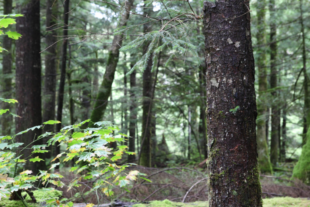 Olallie State Park