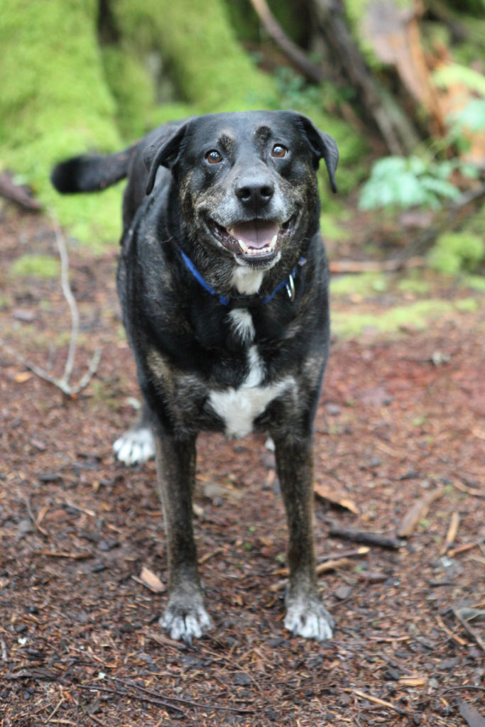 Copper at Olallie State Park
