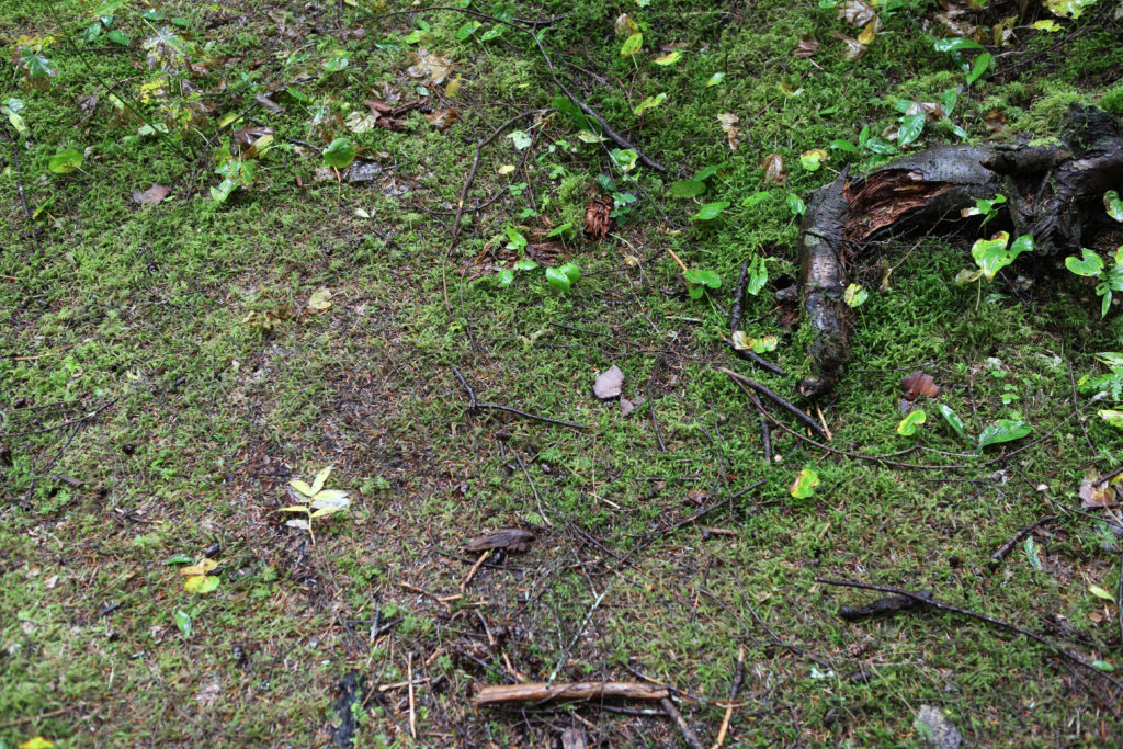 Olallie State Park