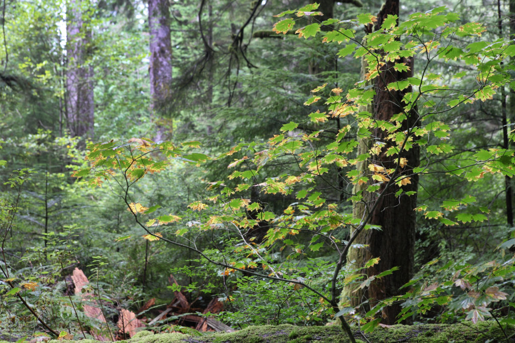 Olallie State Park