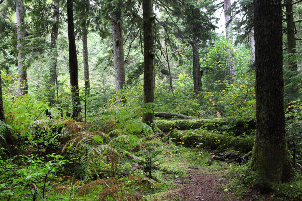 Olallie State Park
