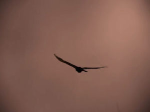 1005 - Raven Flying