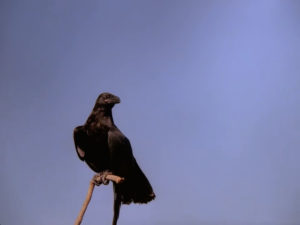 1005 - Raven