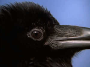 1005 - Raven