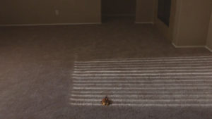 Part 3 Carpet and Vomit