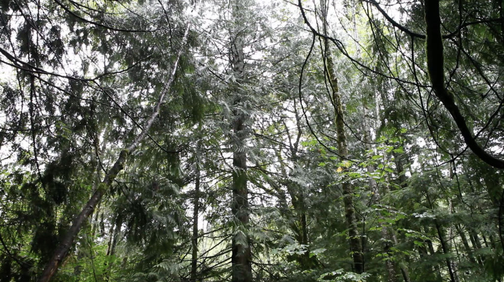 The Trees of Olallie State Park
