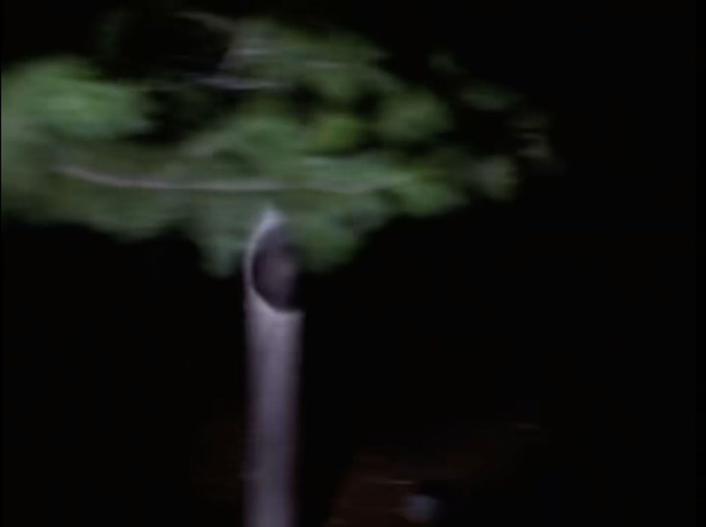 Trees in Episode 2022