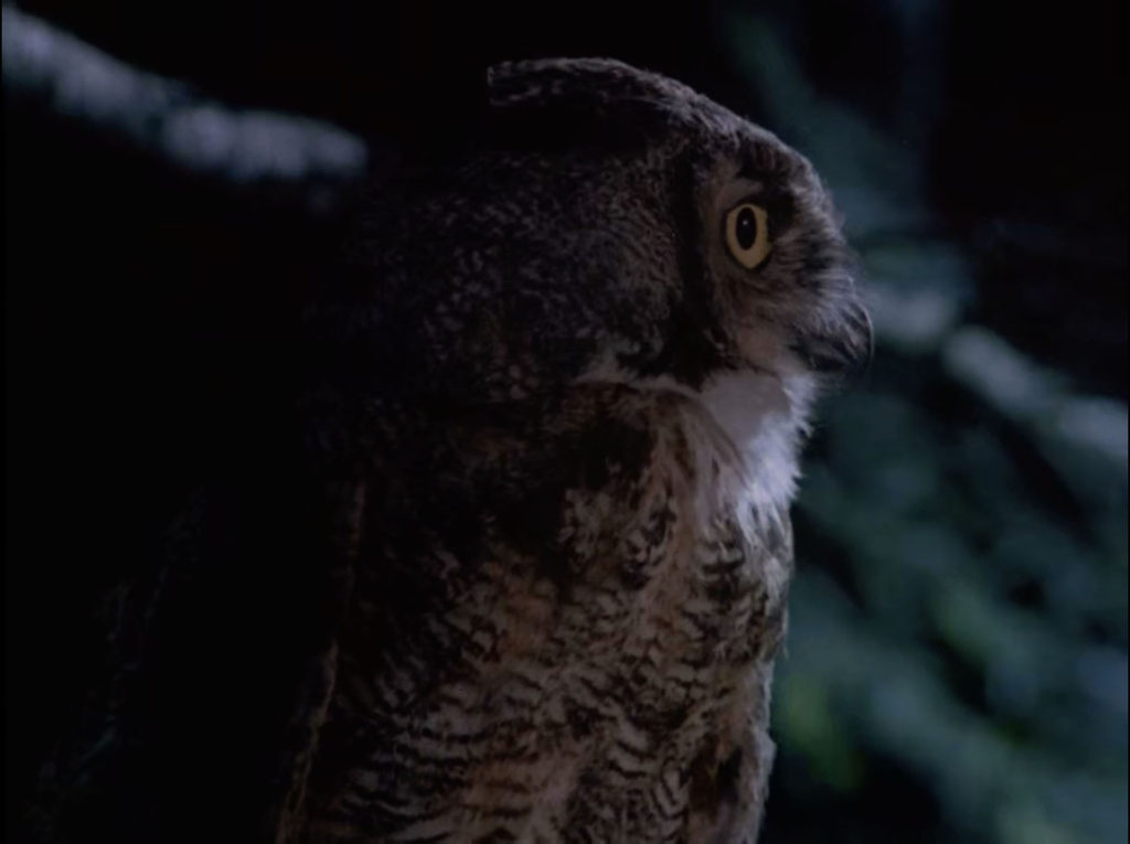 Owl in Episode 2022