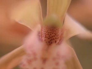 Orchid in Harold Smith's Apartment in 2005