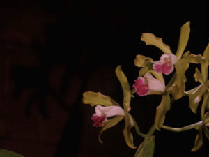Orchid in Harold Smith's Apartment in 2006