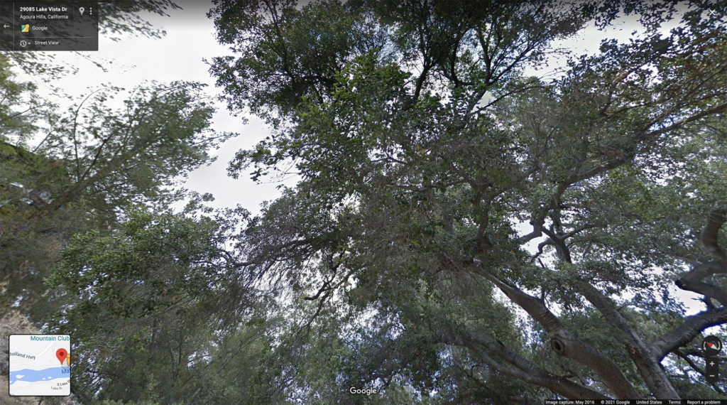 Google Maps - Trees Along Lake Vista Drive